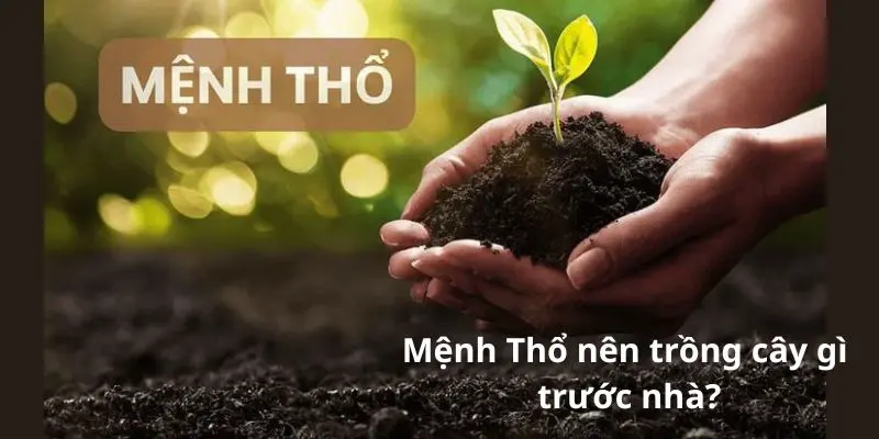 Mệnh Thổ nên trồng cây gì trước nhà?