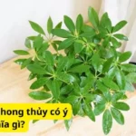 Mệnh trong phong thủy có ý nghĩa gì?