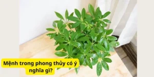 Mệnh trong phong thủy có ý nghĩa gì?