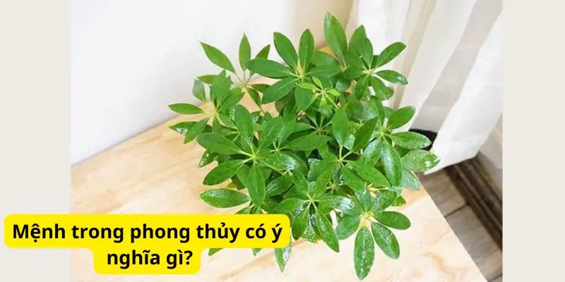 Mệnh trong phong thủy có ý nghĩa gì?