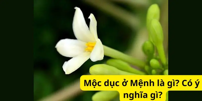 Mộc dục ở Mệnh là gì? Có ý nghĩa gì?