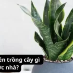 Mệnh Thổ nên trồng cây gì trước nhà?