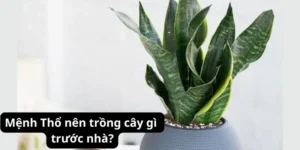 Mệnh Thổ nên trồng cây gì trước nhà?